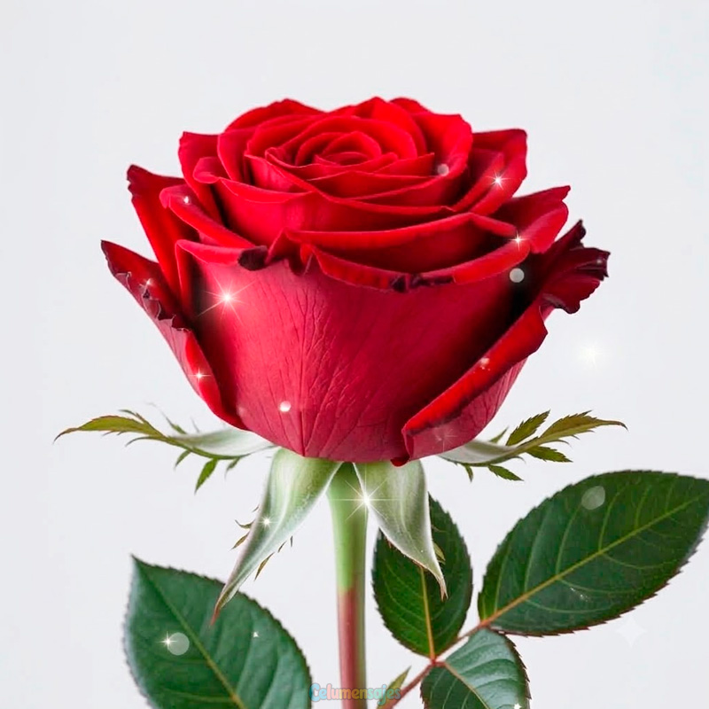 Rosa y Destellos